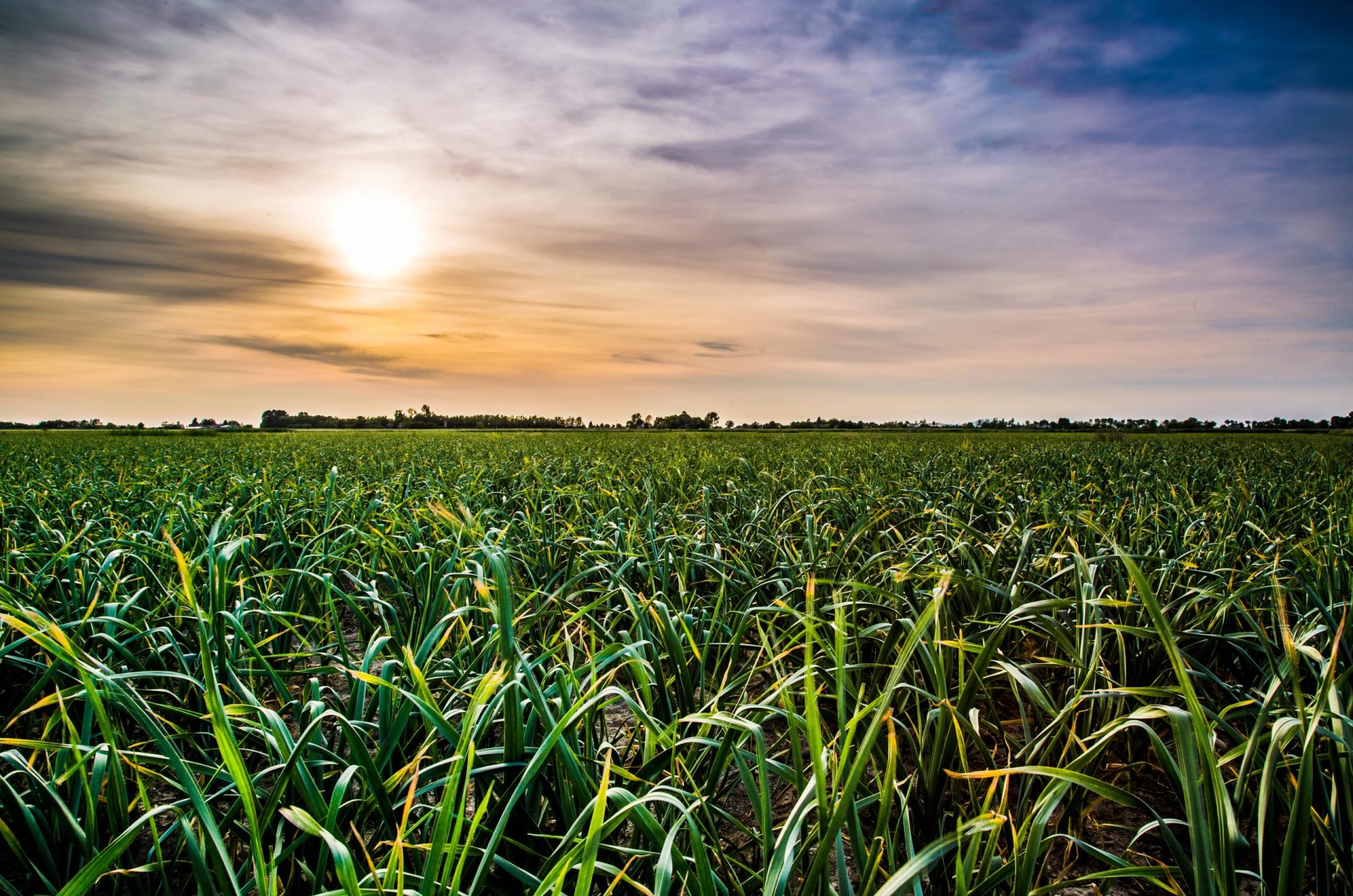 Coltivazione aglio Duoccio