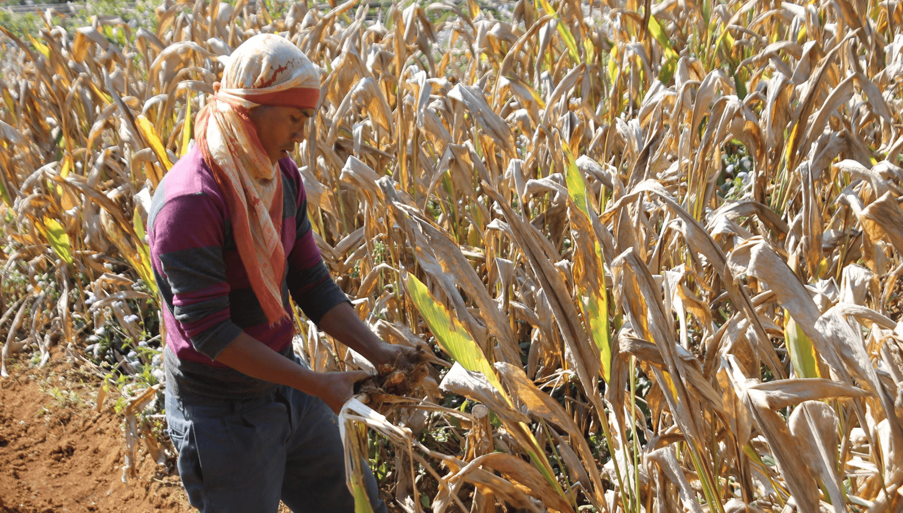 COLTIVAZIONE CURCUMA 2