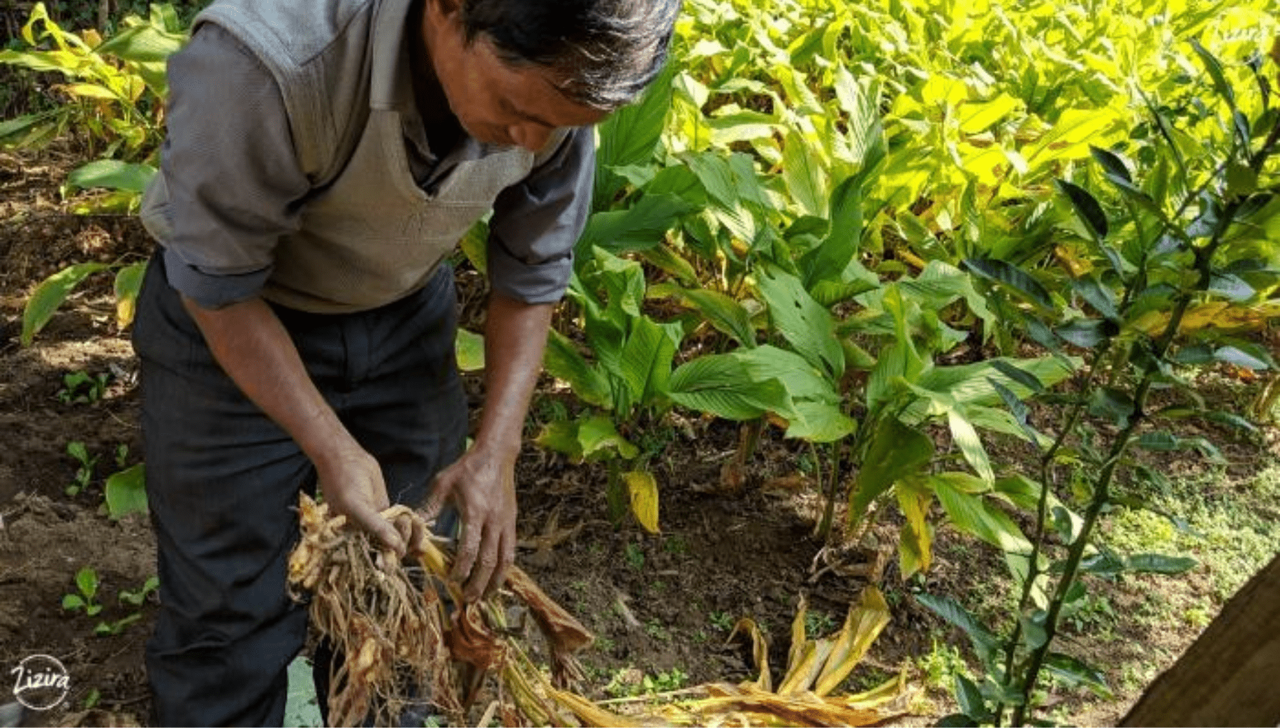 COLTIVAZIONE CURCUMA 3