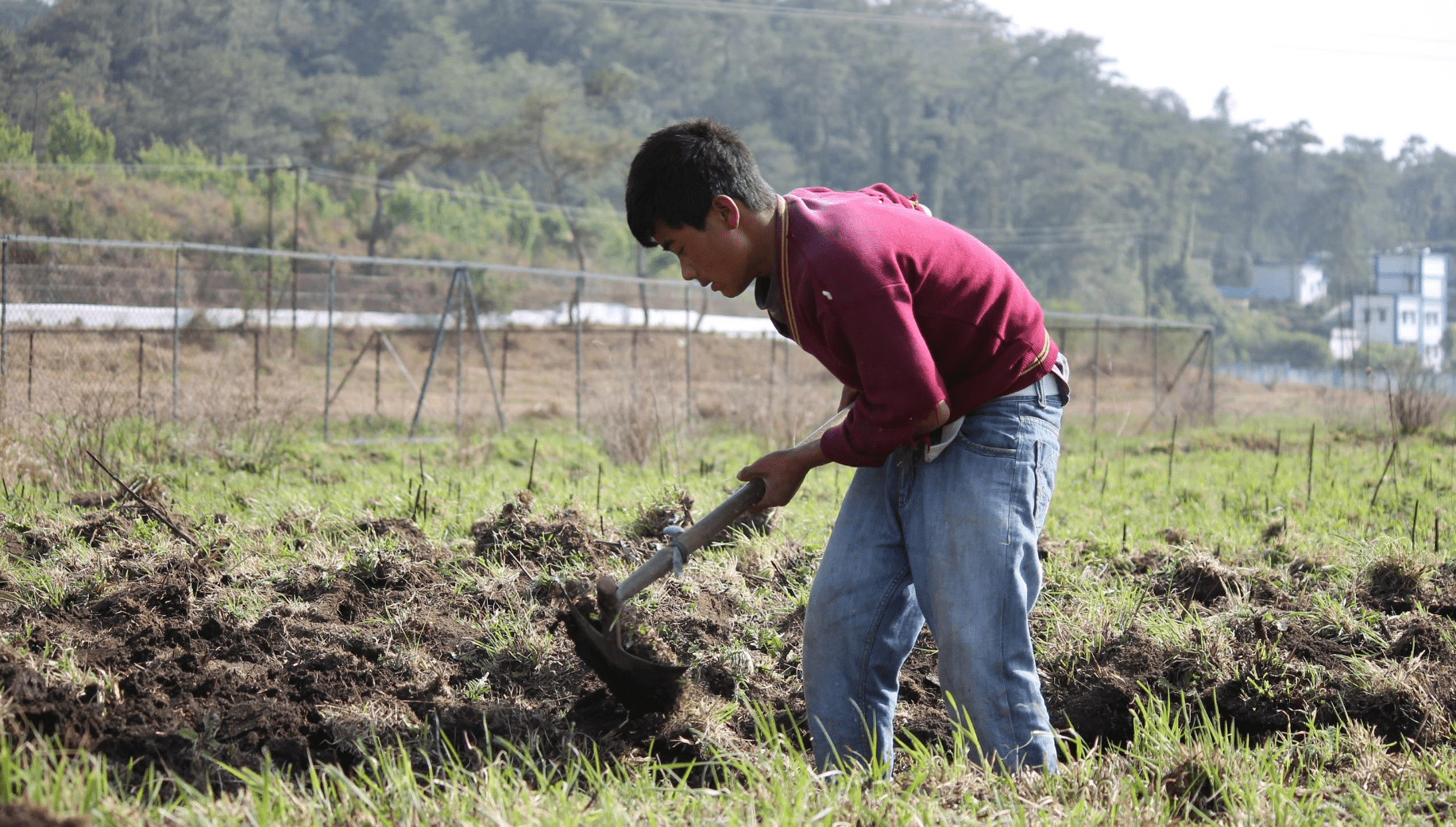 COLTIVAZIONE CURCUMA 5