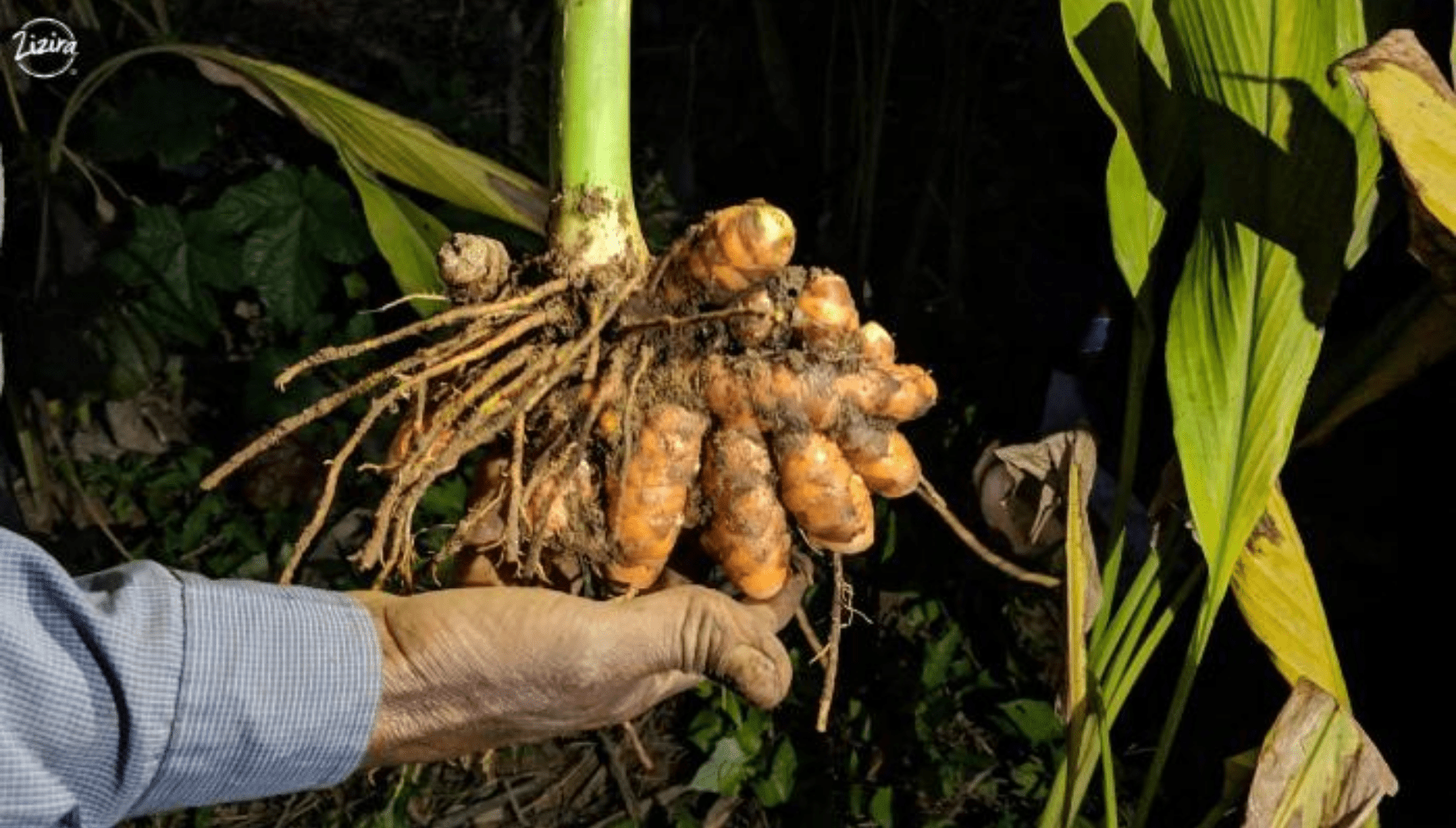 COLTIVAZIONE CURCUMA